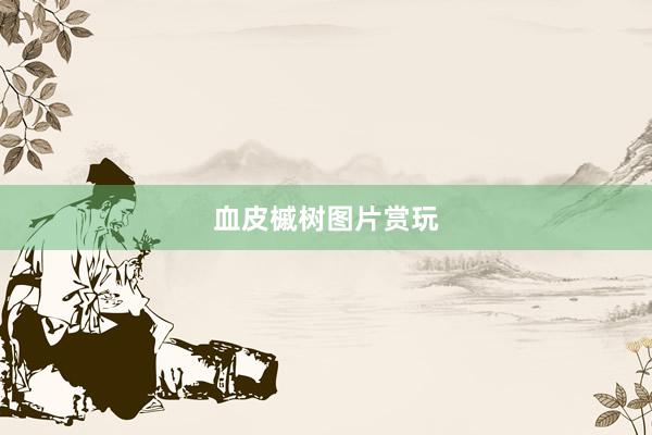 血皮槭树图片赏玩