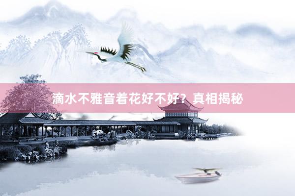 滴水不雅音着花好不好？真相揭秘